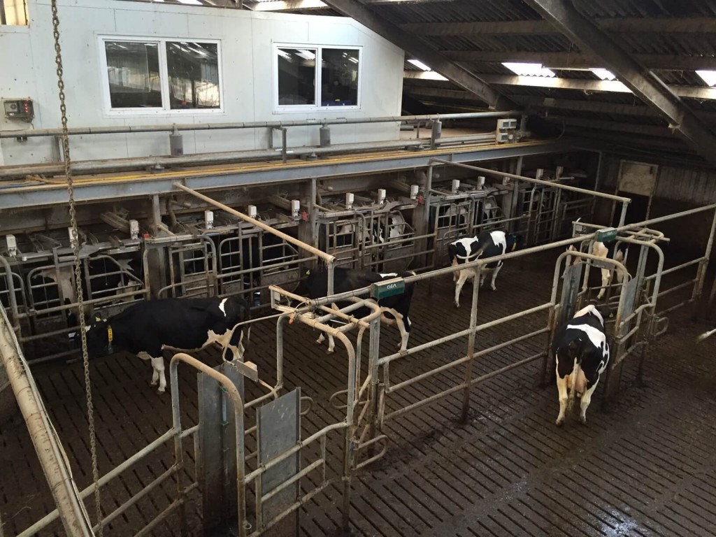 "Maatschap Bos-Carabain" Dairy Farm