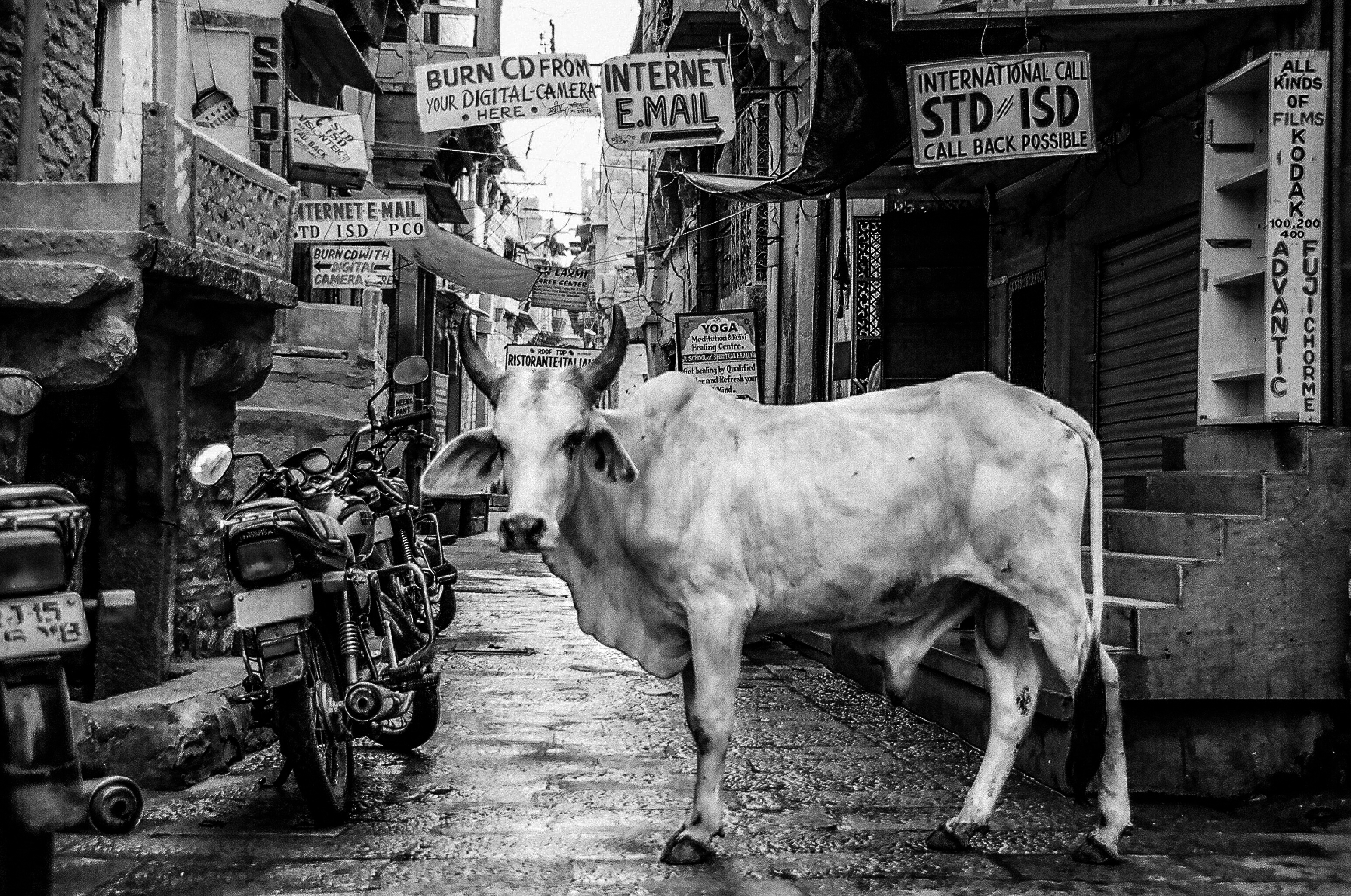 Benessere animale, e umano: l’opinione del prof. Garofolo